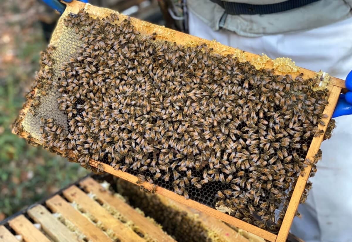 セイヨウミツバチご購入の方へ | 天然 の 国産はちみつ をお届けします 